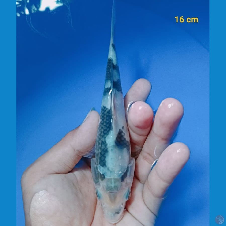 SQ shiro 16 cm