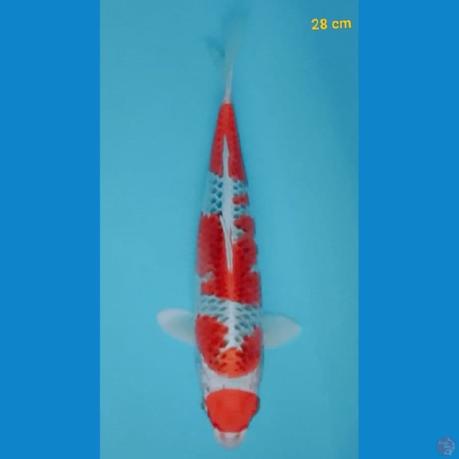 maruten kujaku male 28 cm