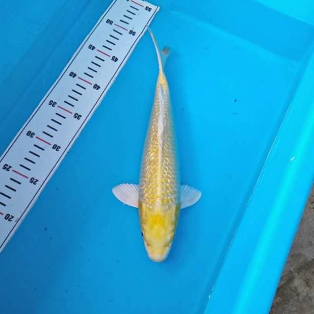 GINJRIN OGON