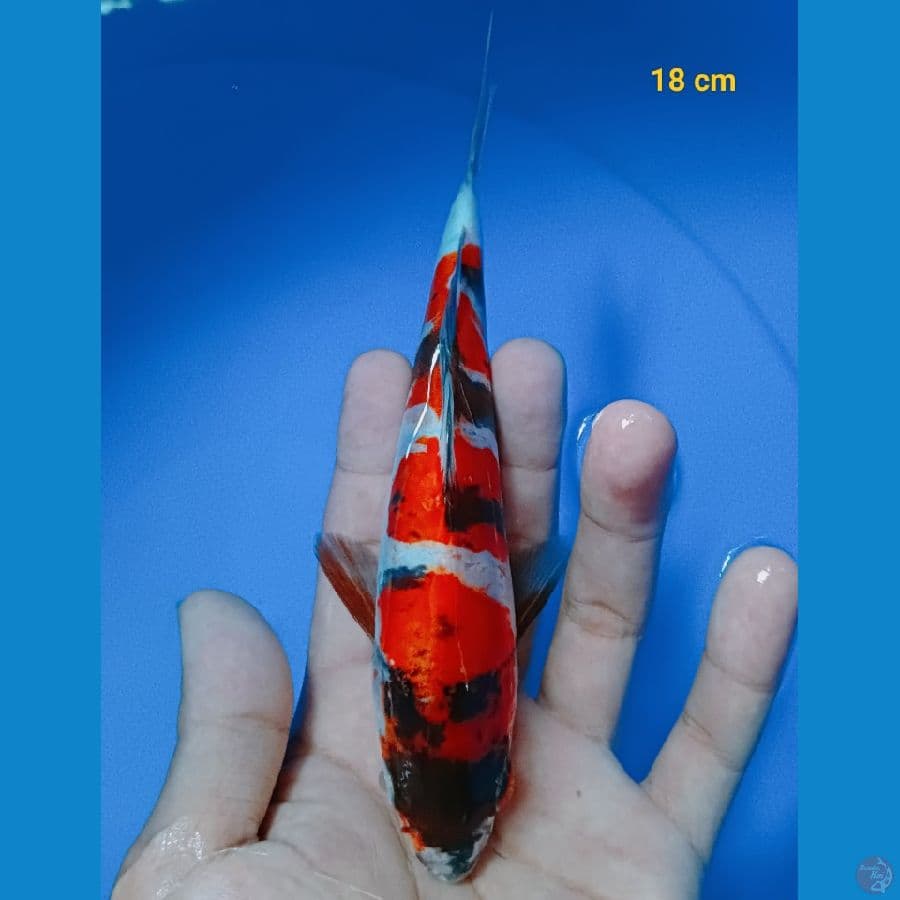 showa doit 18 cm
