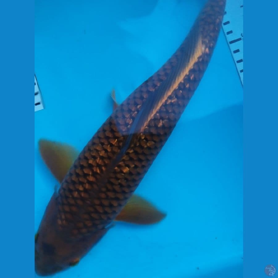 cagoi ginrin jantan 36