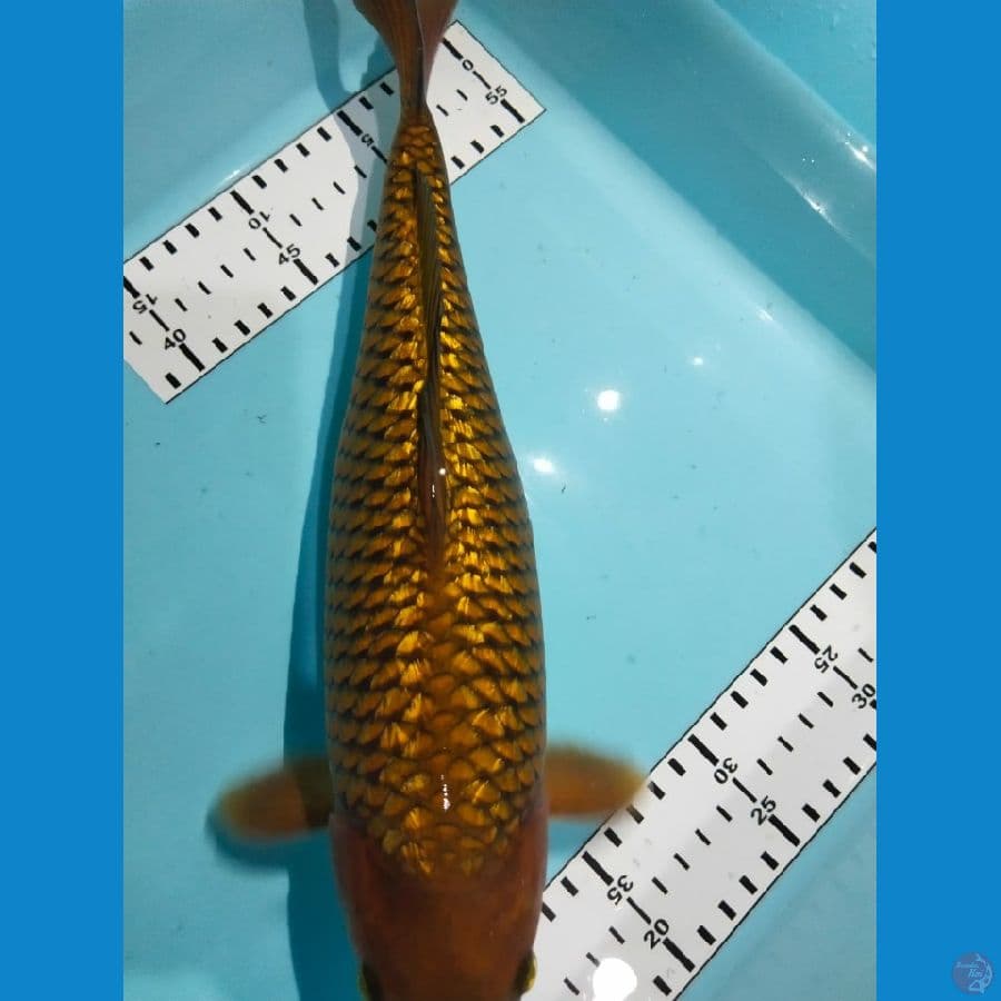 cagoi ginrin34cm