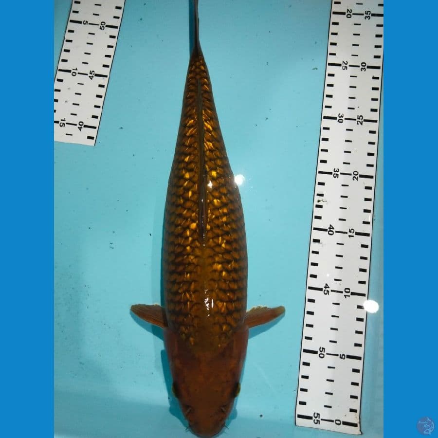 cagoi ginrin 36cm