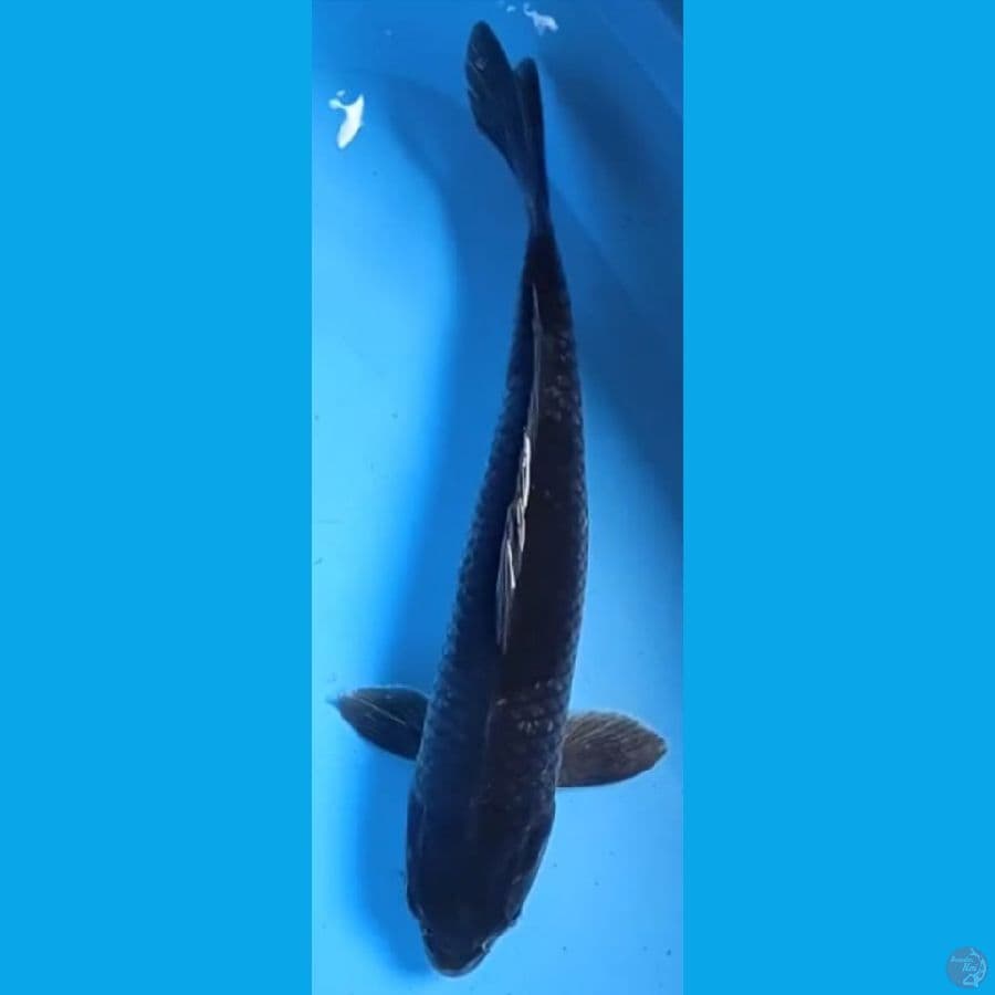 OCHIBA #47CM MALE
