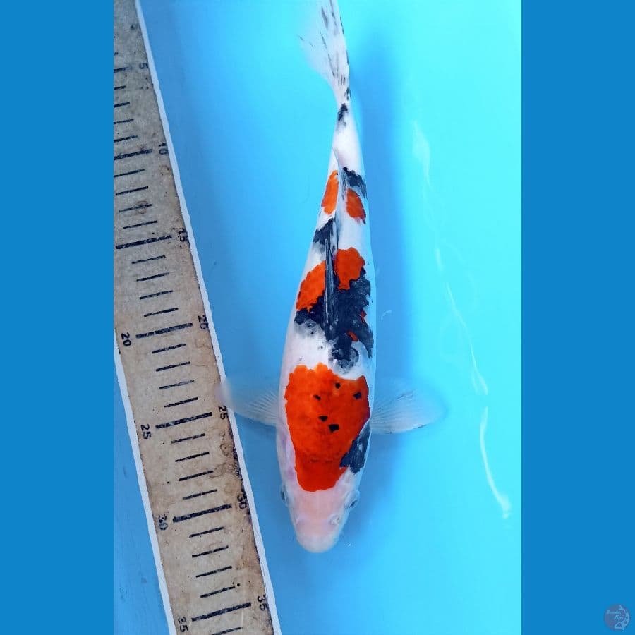 koromo sanke 28cm