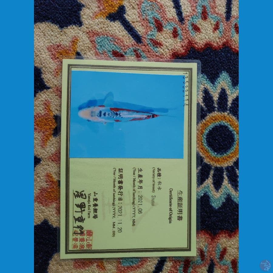 Koi Import Jepang Shusui (Sertifikat Yamaju) 38cm