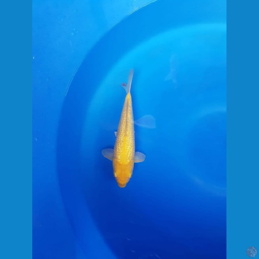 karasi fuull ginrin 25cm male HQ
