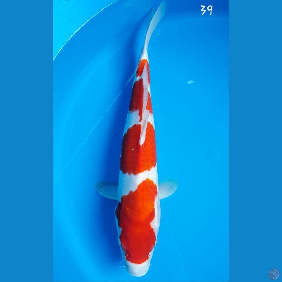 Kohaku 39cm