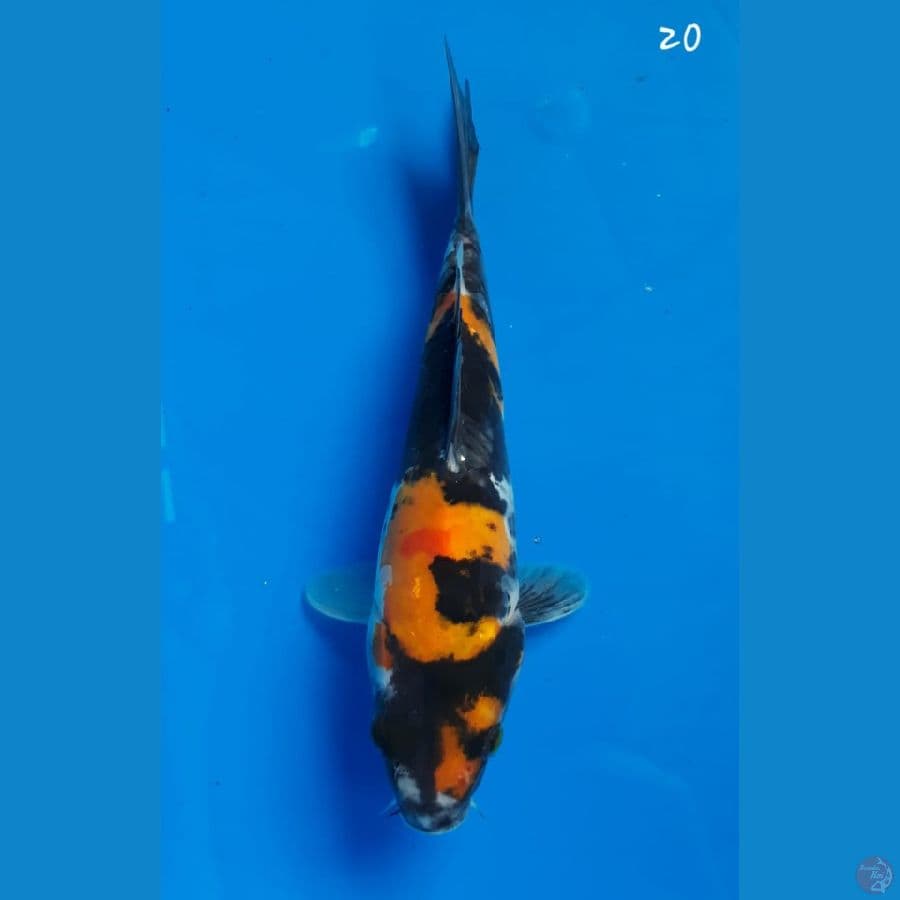 Showa doitsu 20cm