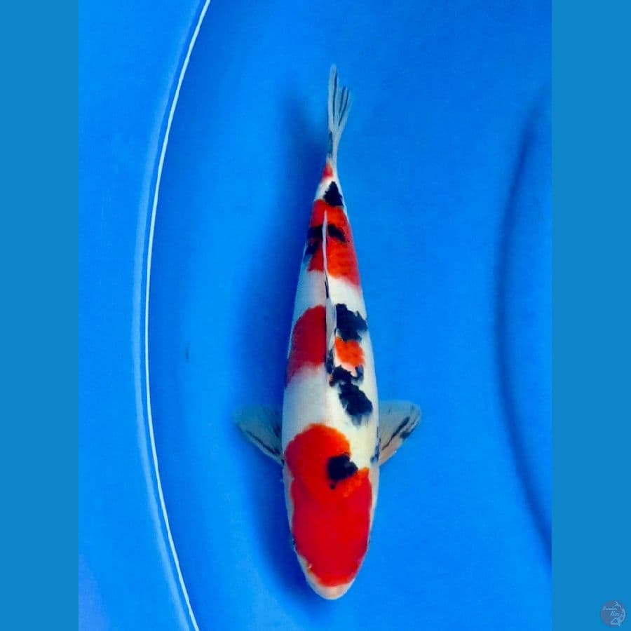 Red sanke 27cm
