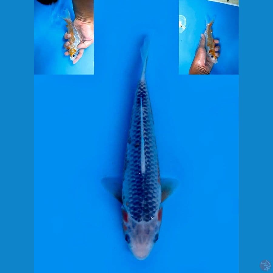 asagi sq 15cm