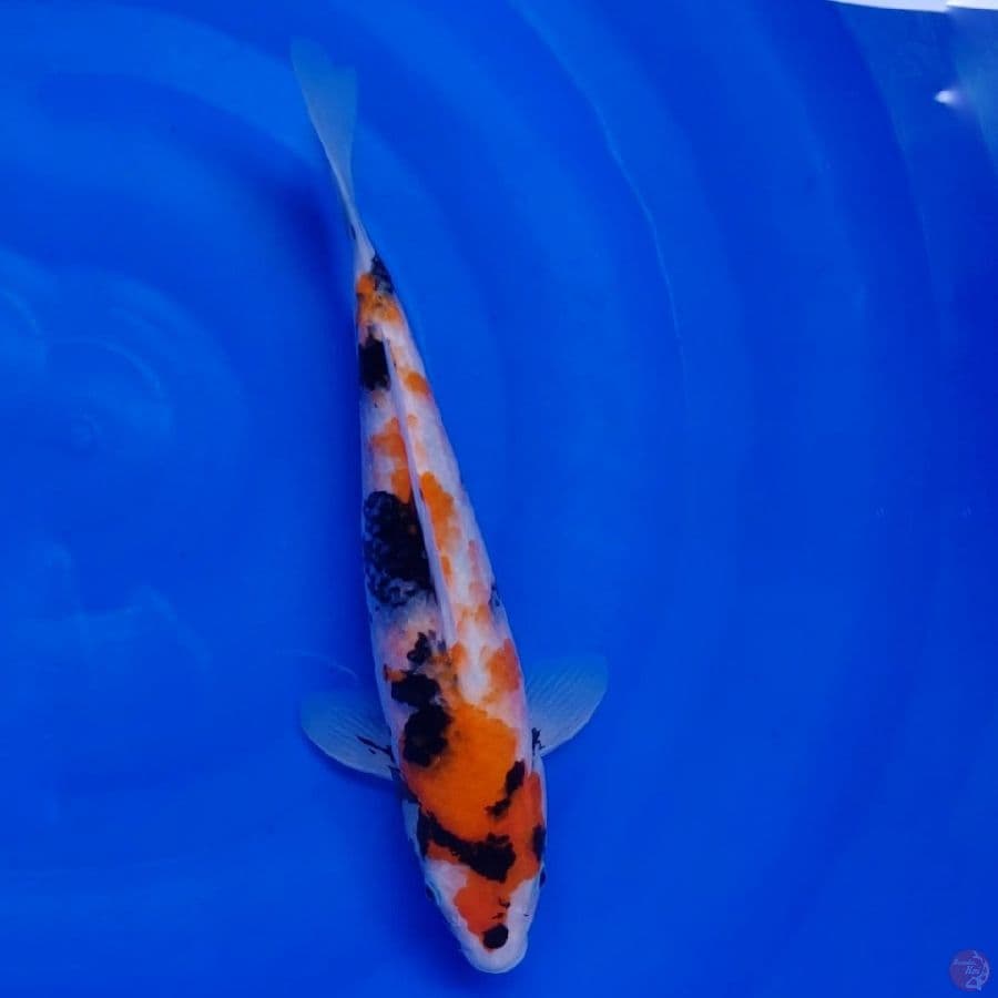 Koi Import Jepang Showa (Sertifikat Marudo) 34cm Super