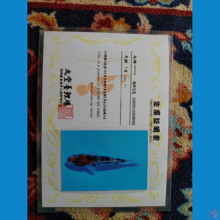 Koi Import Jepang Showa (Sertifikat Marudo) 34cm Super