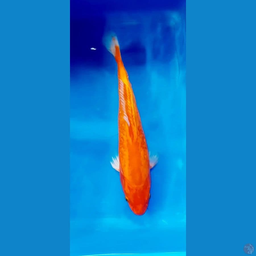 orenji domas 30 cm.male