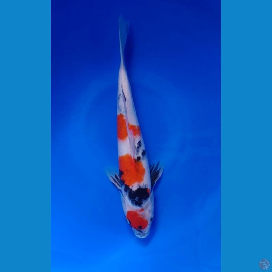 Koi Import Jepang Showa (Sertifikat Marudo) 37cm
