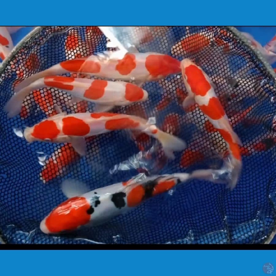 KOHAKU SANKE DOIT SU MURNI 19-25 CM