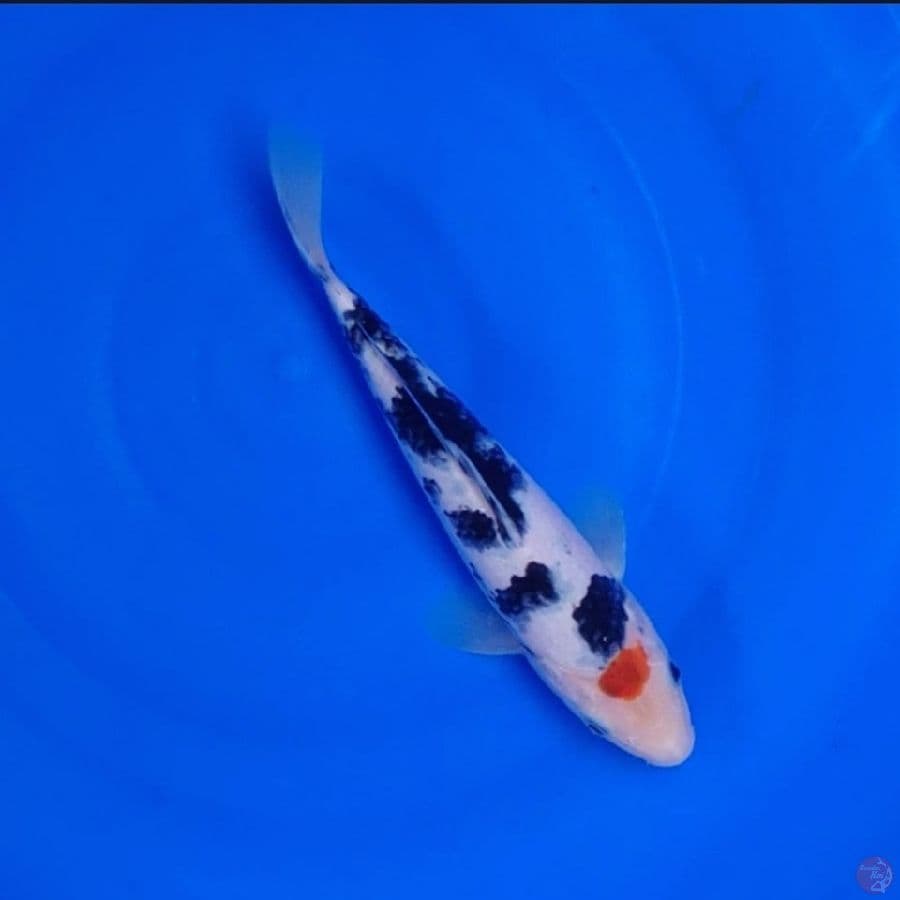 Koi Import Jepang Tancho Sanke (Sertifikat Marudo) 25cm Super