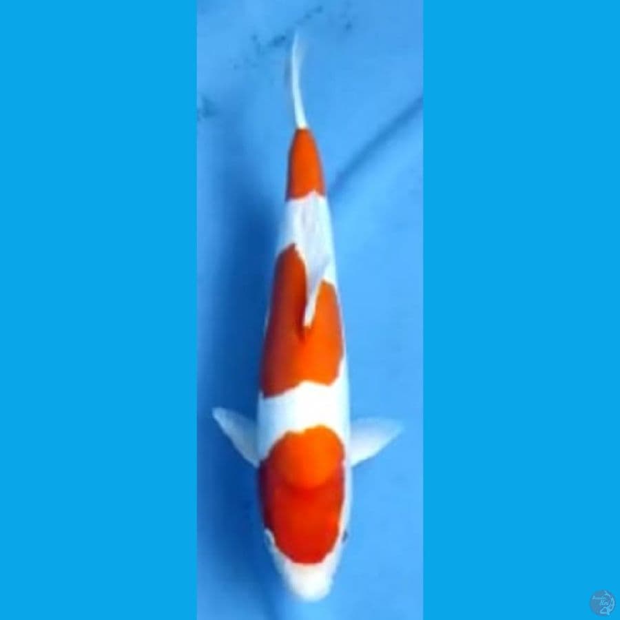 KOHAKU DOIT JANTAN #35cm