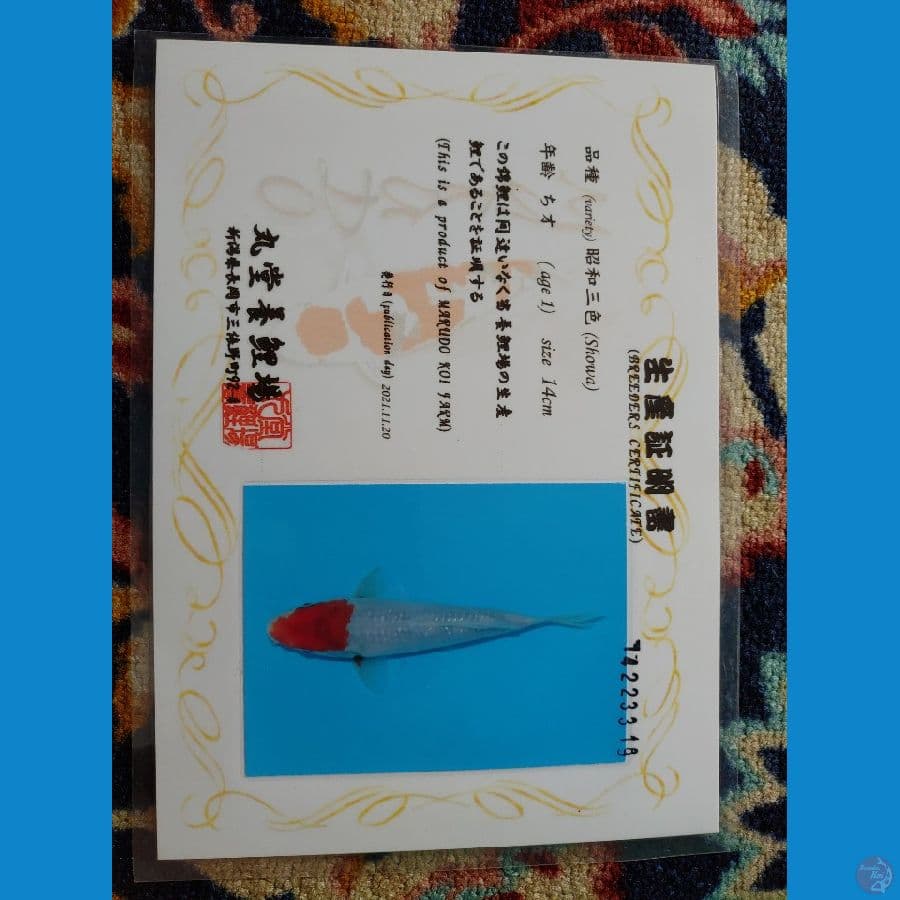 Koi Import Jepang Tancho Showa (Sertifikat Marudo) 25cm Super