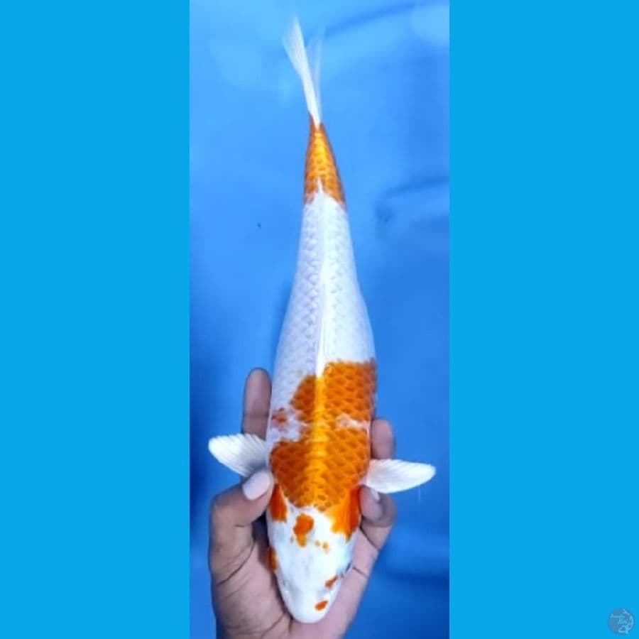 FULL HIKARI MANTAP #33cm