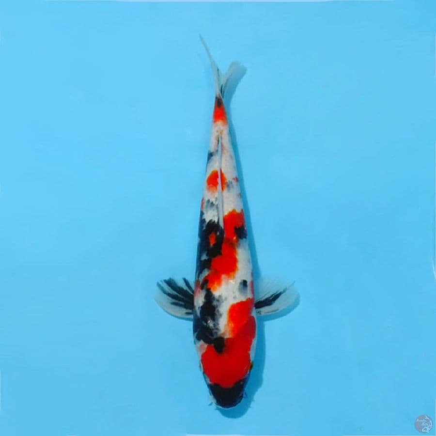 ٧. kindai showa original size 28cm m