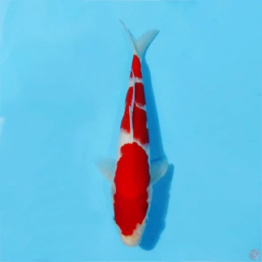 ٩. kohaku beni solid size 25cm male