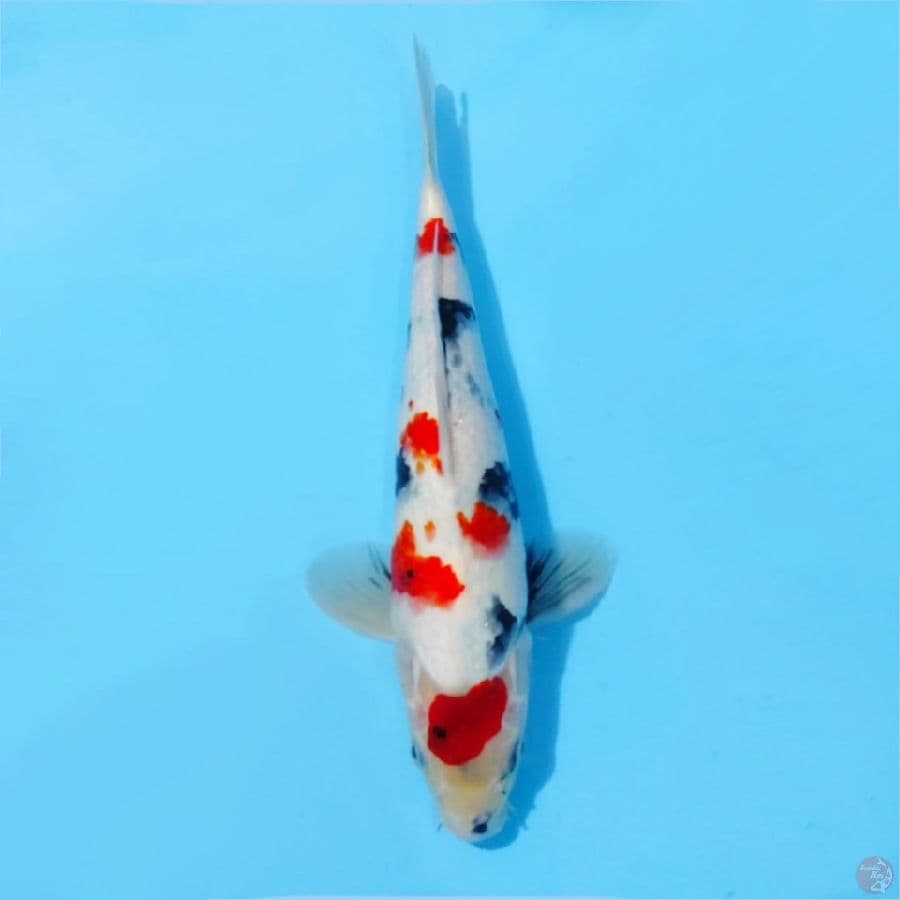 ٠١. kindai showa quality size 30cm male
