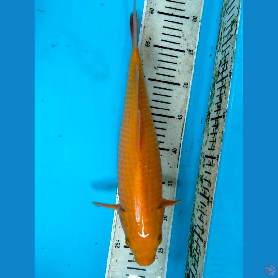Caramel 35BU
