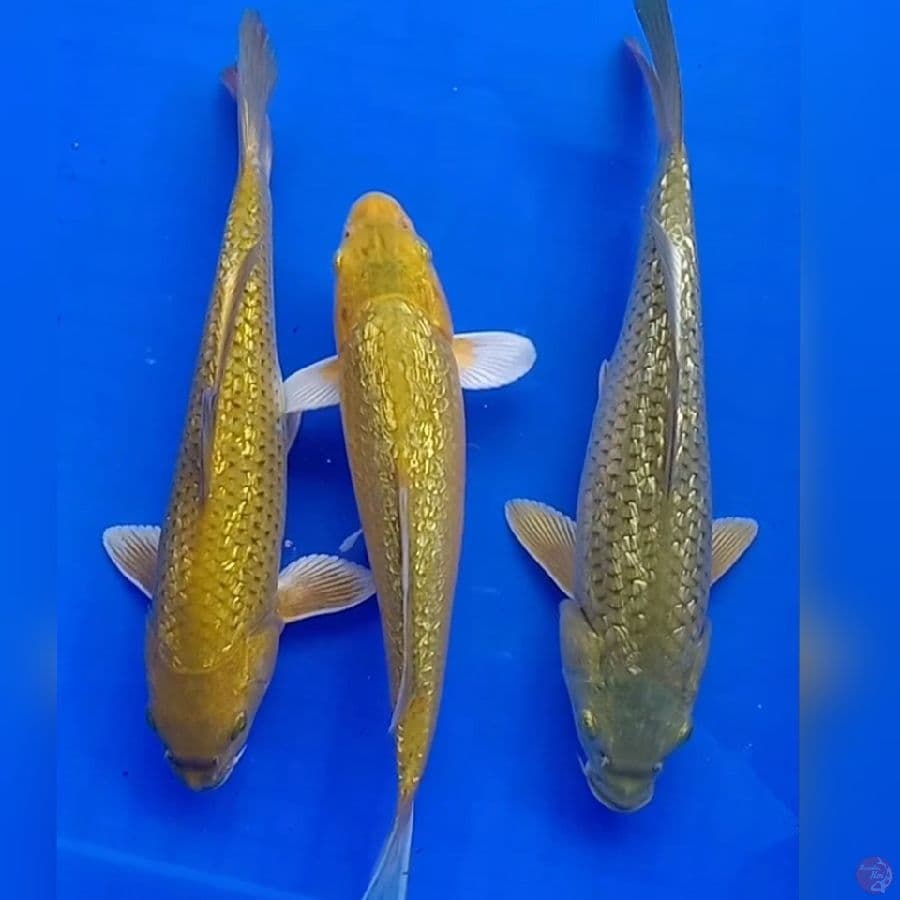 Midori Ginrin 25-26cm
