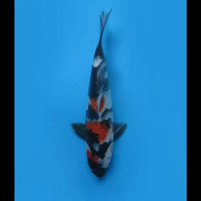 30cm Male - Showa Sanshoku Hq