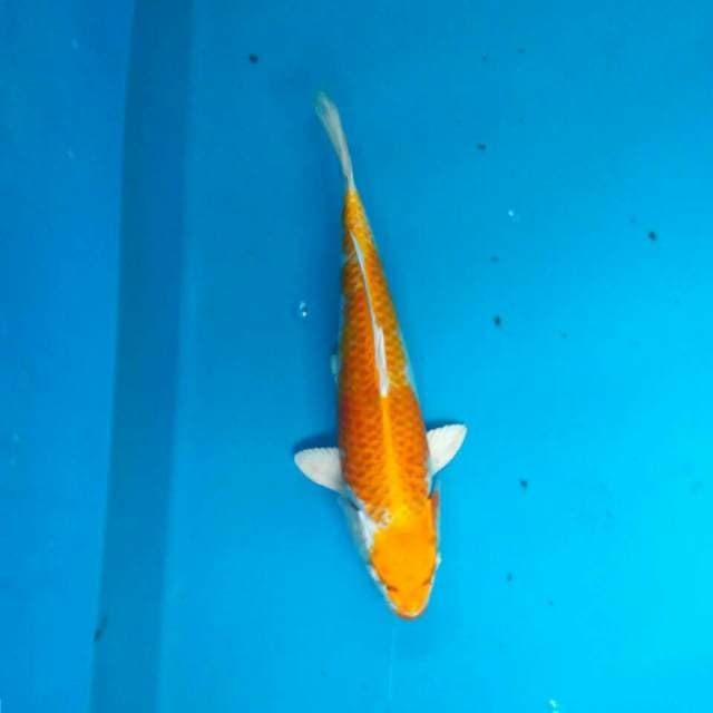 Hariwake