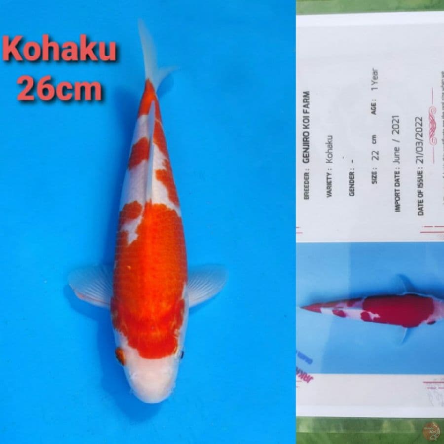 GENJIRO KOHAKU 26CM SERTI