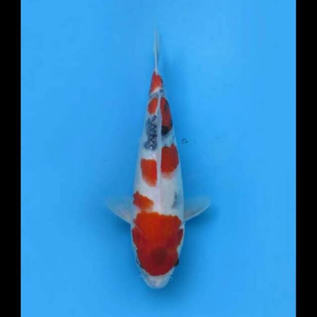 32cm Female - Kindai Showa Original