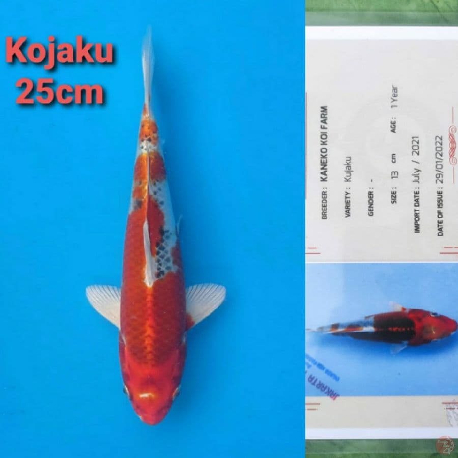 KANEKO KUJAKU 25CM SERTI