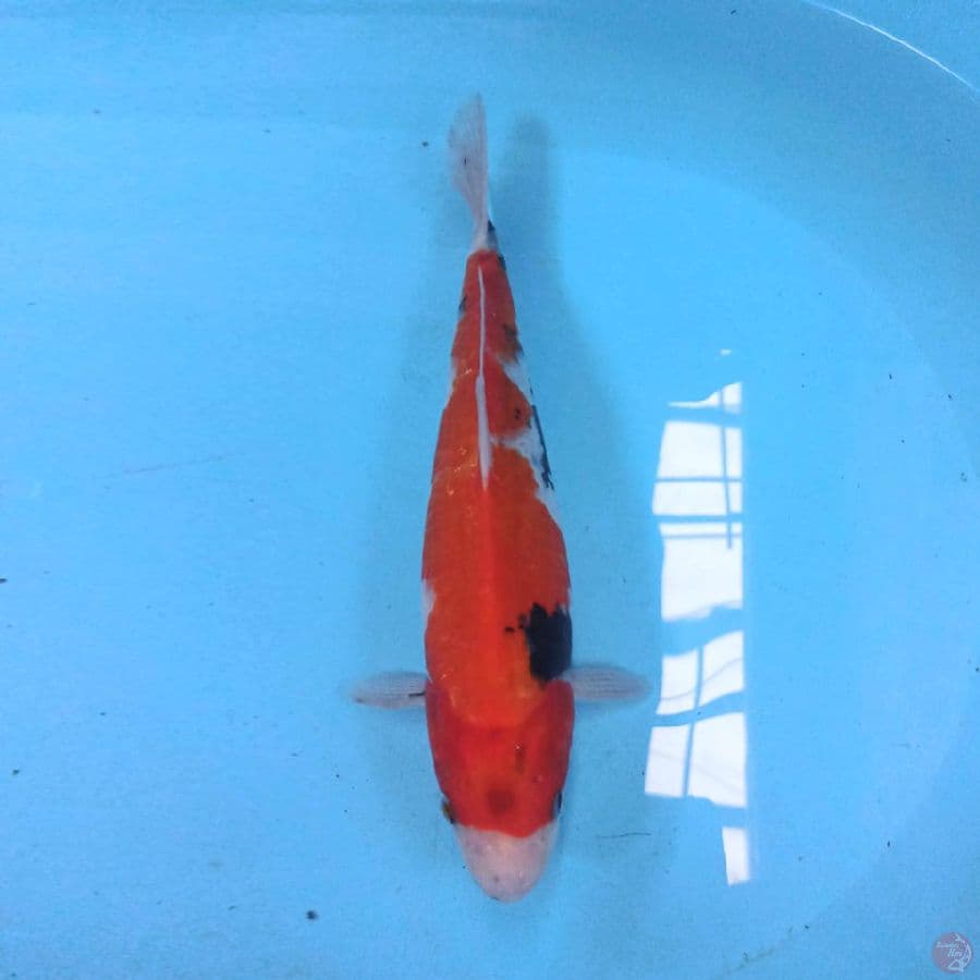 Showa 30 cm