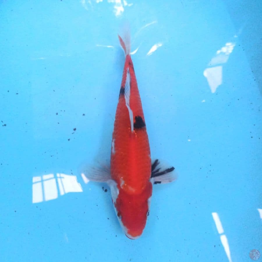 Showa 26 cm