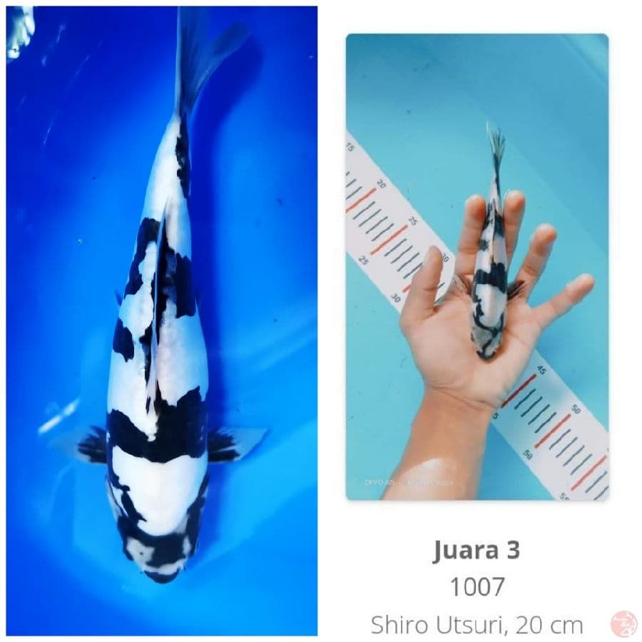 Shiro Doitsu SQ 35cm, 3rd place Mega Jatim Koi show