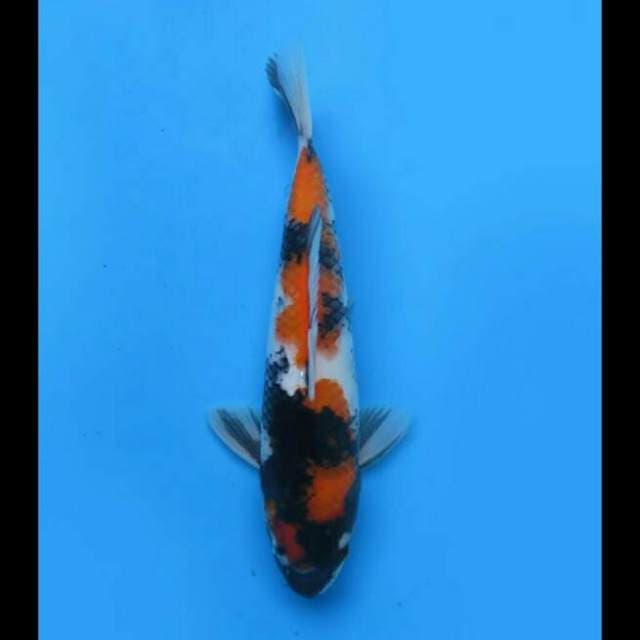 32cm Male - Showa Sanshoku Hq