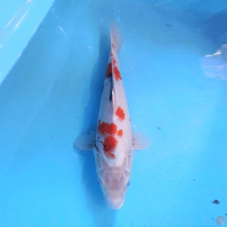 Showa 37 cm