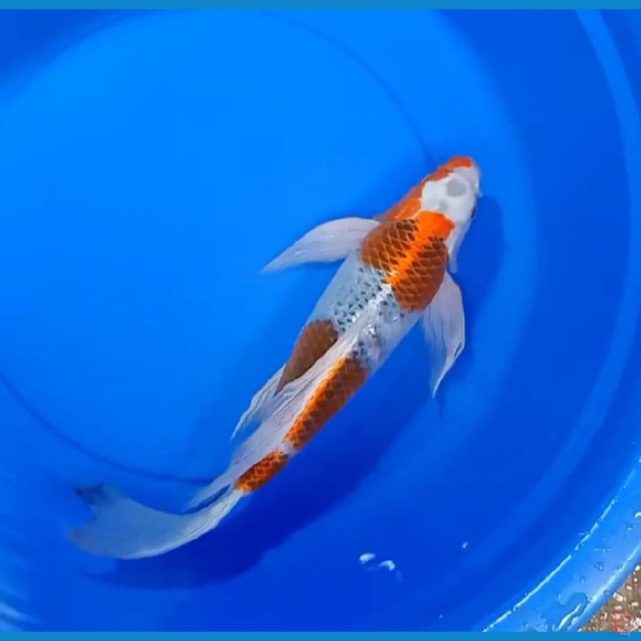 ANTIK KUMPAY KUJAKU 42CM MALE