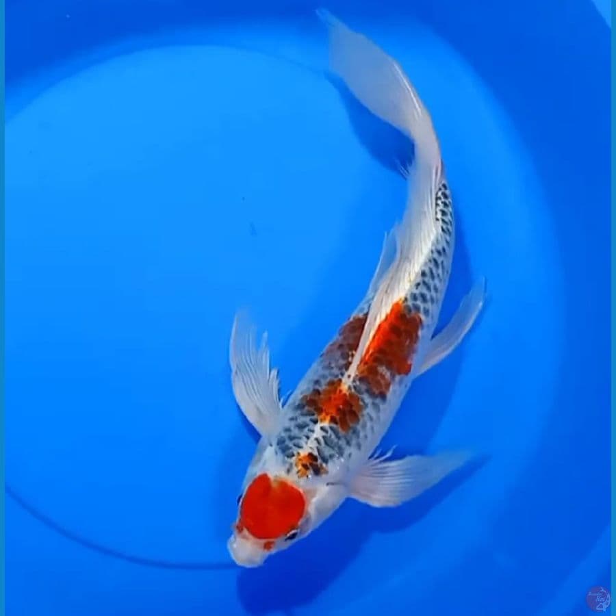 ANTIK KUMPAY KUJAKU 42CM MALE
