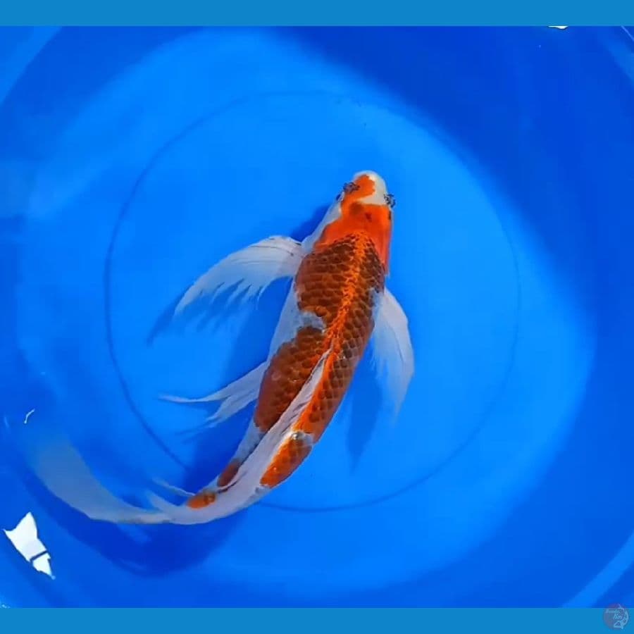 ANTIK KUMPAY JUMBO GHOSIKI 47CM MALE