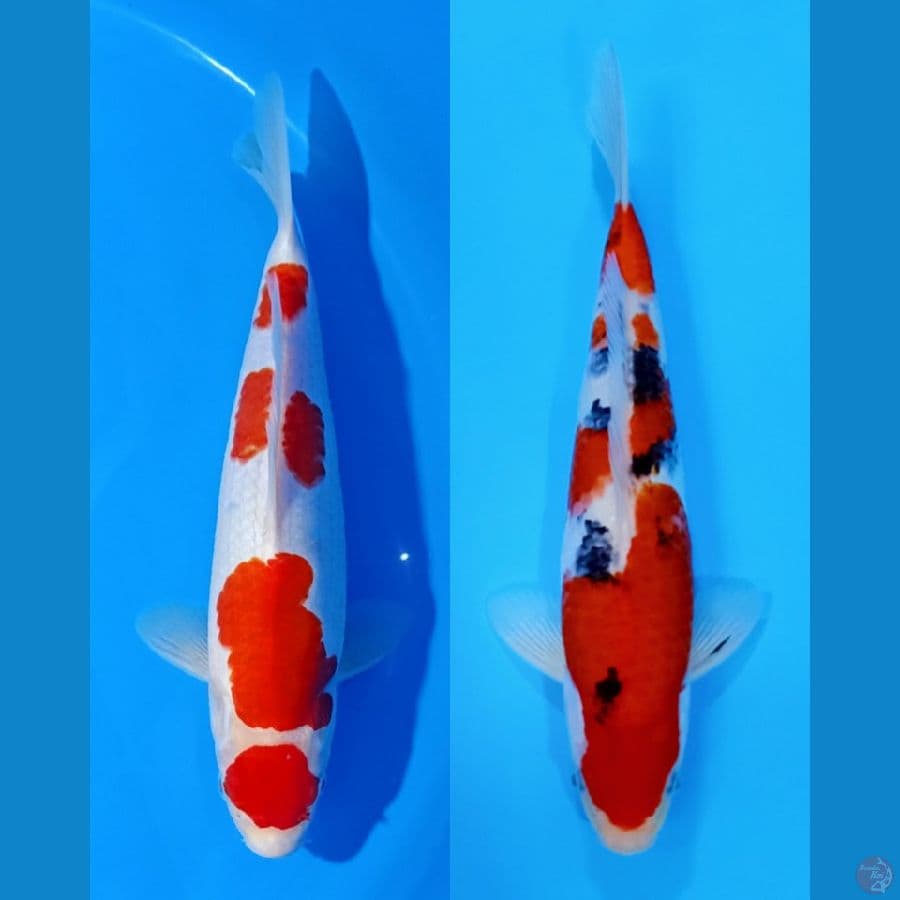 HIGH QUALITY . KOHAKU 30 &SHANKE 32 CM