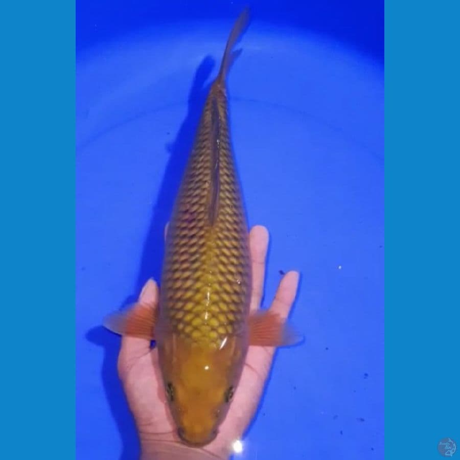 CAGOI 35CM