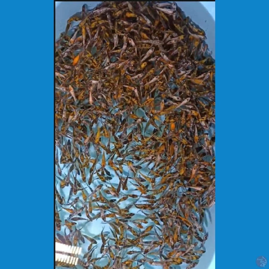 Bibitan sz 3-7cm 1000ekor