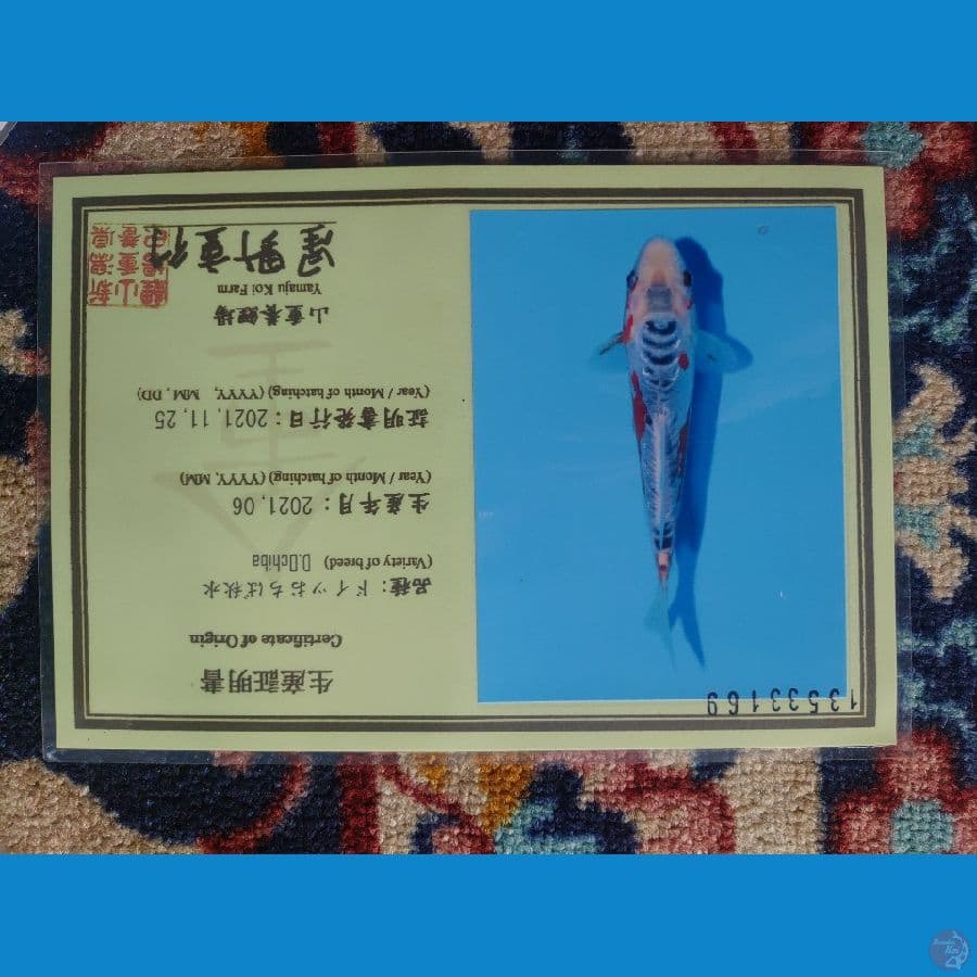 Koi Import Jepang Shusui (Sertifikat Yamaju) 31cm Super