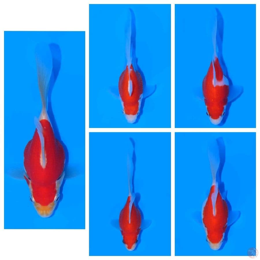 Tamasaba Import Jepang (Sertifikat Kaneko) 11-14cm Paket 5 Ekor