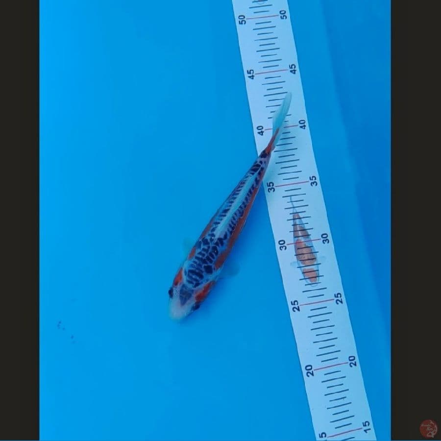 Koi Import Jepang Shusui (Sertifikat Otsuka) 22cm Super