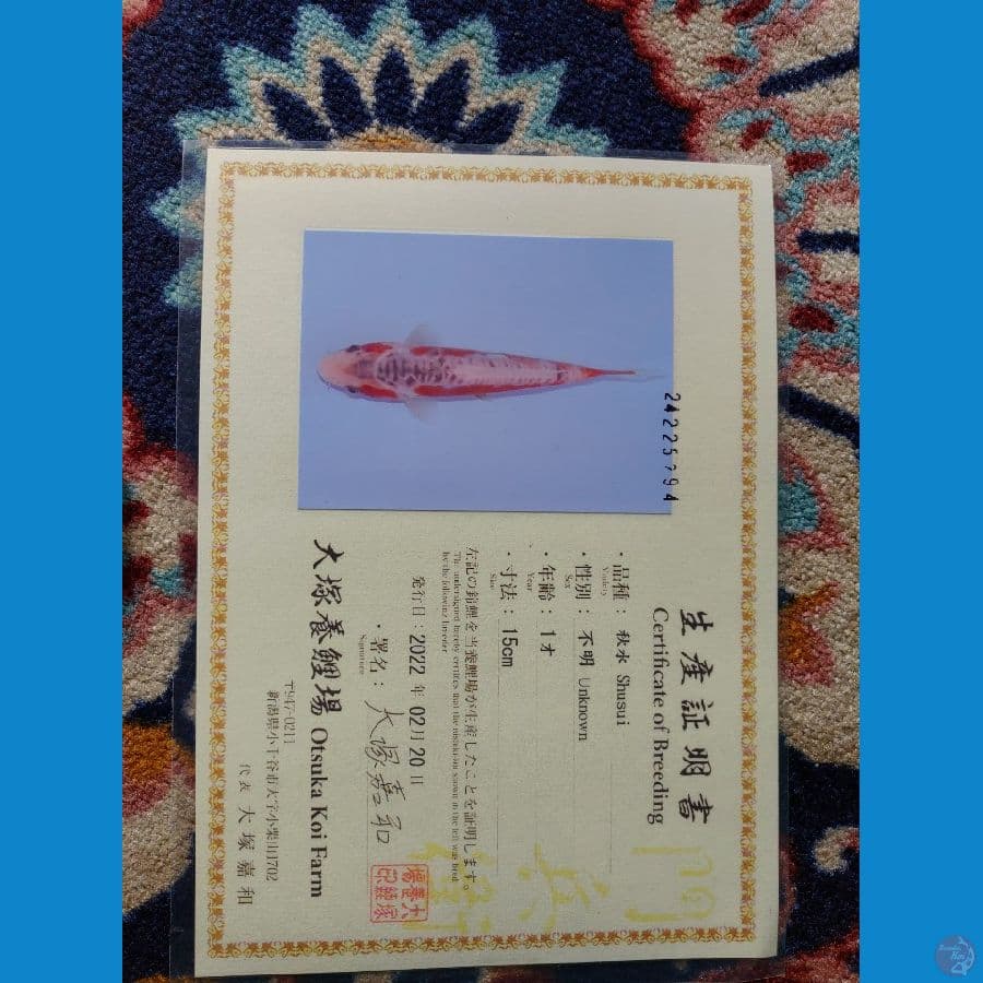 Koi Import Jepang Shusui (Sertifikat Otsuka) 22cm Super
