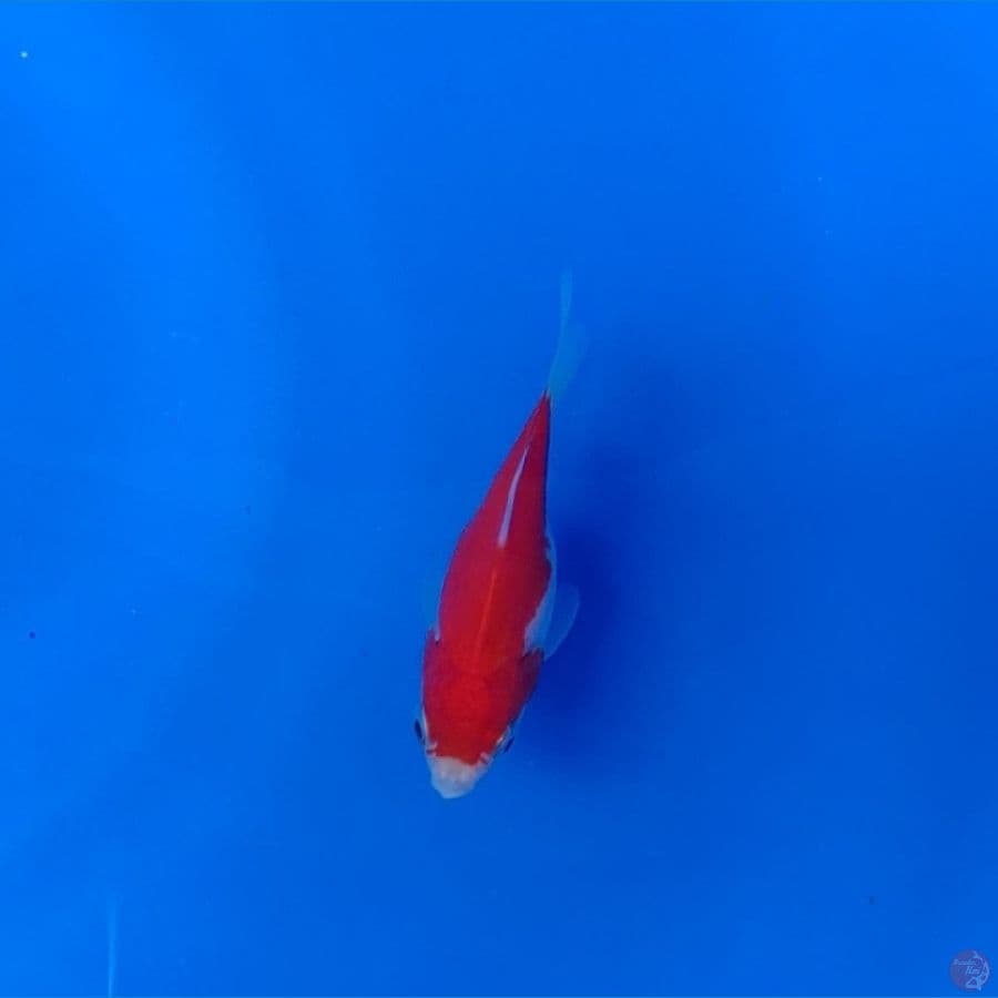 Tamasaba F1 Parents Genjiro 8cm